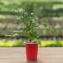 Tomato – Fourth of July – 4.5″